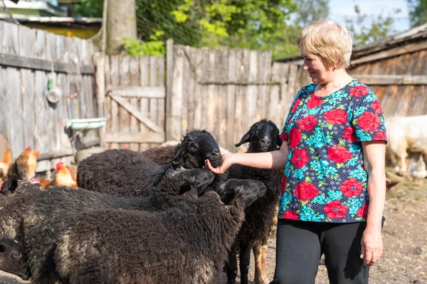 Vrouw op haar schapenboerderij, dieren — Stockfoto