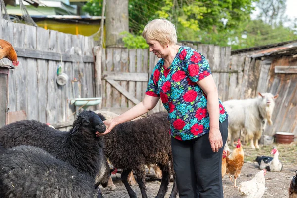 Γυναίκα στο αγρόκτημά της πρόβατα, ζώα — Φωτογραφία Αρχείου