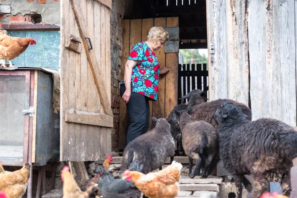 Mulher em sua fazenda de ovelhas, animais — Fotografia de Stock