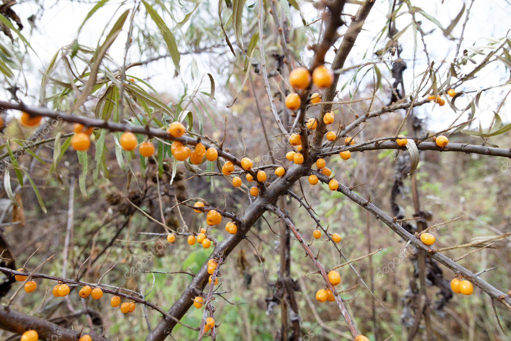 sea buckthorn berries