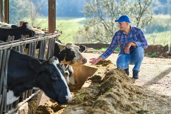 Agricultor na exploração agrícola com vaca leiteira — Fotografia de Stock