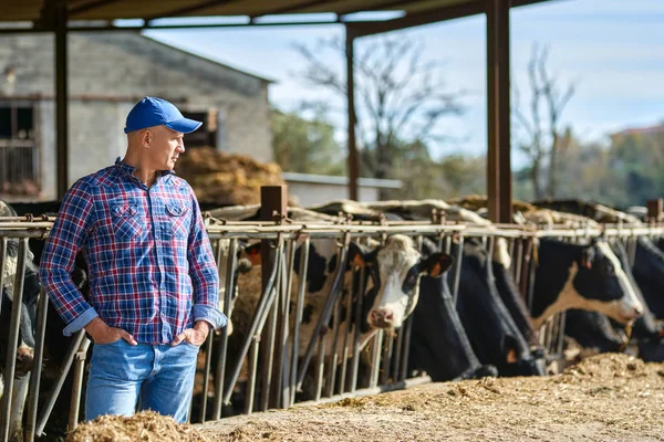 젖소와 함께 농장에서 일하는 농부 — 스톡 사진