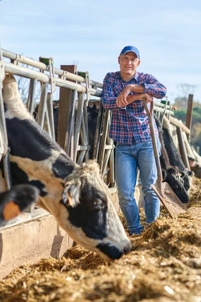 Ember farme lapáttal a kezében a gazdaságban tejelő tehén — Stock Fotó