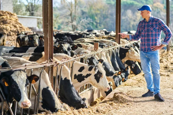 A gazdaságban teheneket etető gazdák portréja. — Stock Fotó
