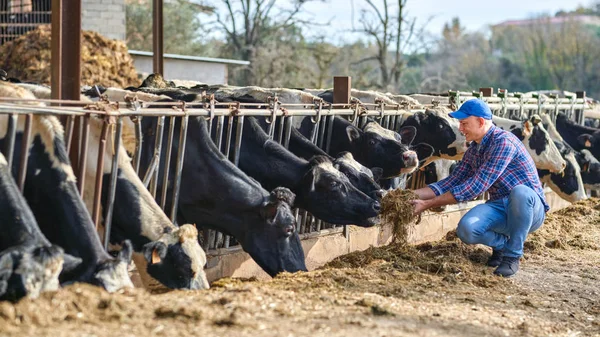 Çiftlikte inekleri besleyen çiftçinin portresi. — Stok fotoğraf