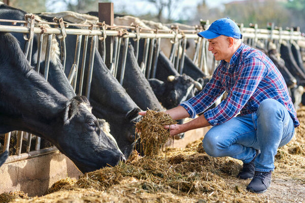 Portrait of Farmer feeding cows in farm.