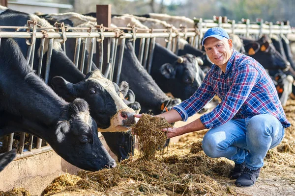 農家の牛に餌をやる姿. — ストック写真