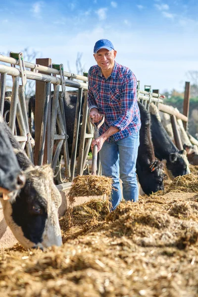 Человек работает на ранчо для скота . — стоковое фото
