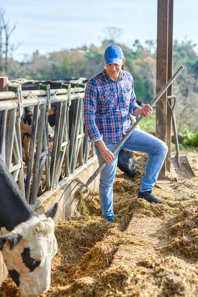 Man works on a livestock ranches. — 스톡 사진