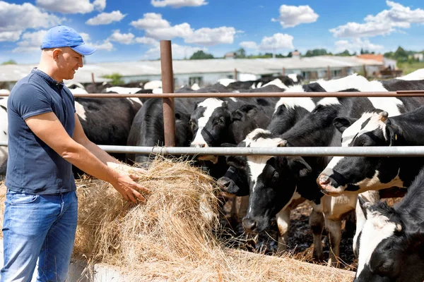 Mezőgazdasági termelő a gazdaságban tejelő tehénnel — Stock Fotó