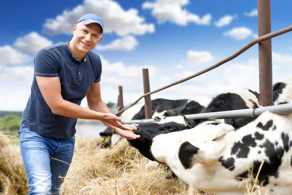 Γεωργός στην εκμετάλλευση με γαλακτοπαραγωγές αγελάδες — Φωτογραφία Αρχείου