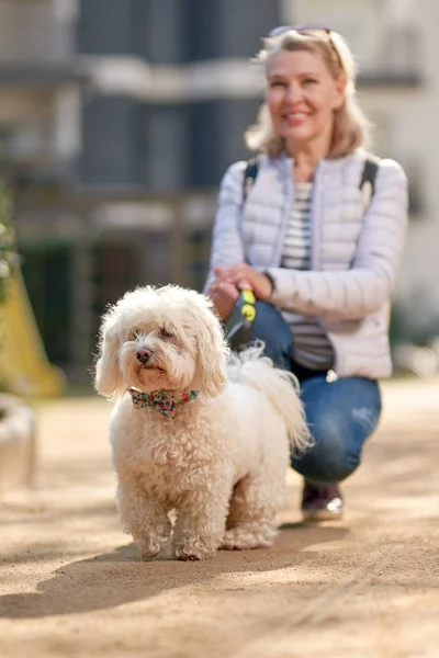 Yaşlı emekli kadın parkta küçük beyaz köpek gezdiriyor. — Stok fotoğraf