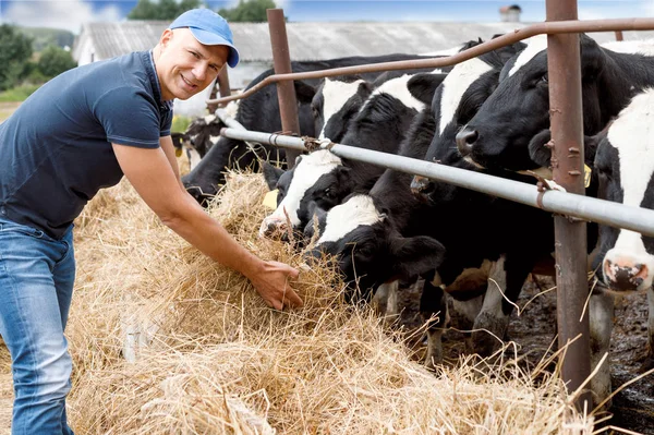 Homem na fazenda rural com vaca leiteira . — Fotografia de Stock