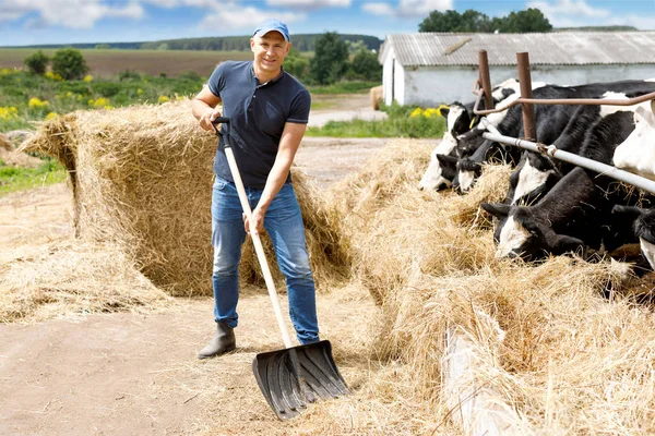 Άνδρας σε αγροτική εκμετάλλευση με αγελάδα γαλακτοπαραγωγής. — Φωτογραφία Αρχείου