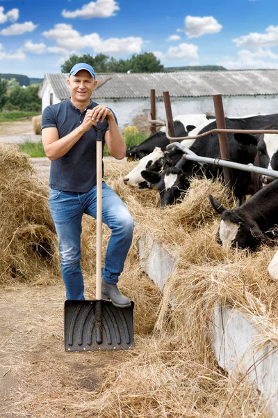Uomo in fattoria rurale con mucca da latte . — Foto Stock