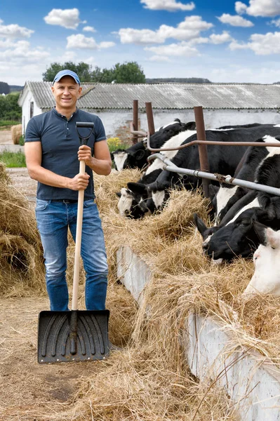 Uomo in fattoria rurale con mucca da latte . — Foto Stock