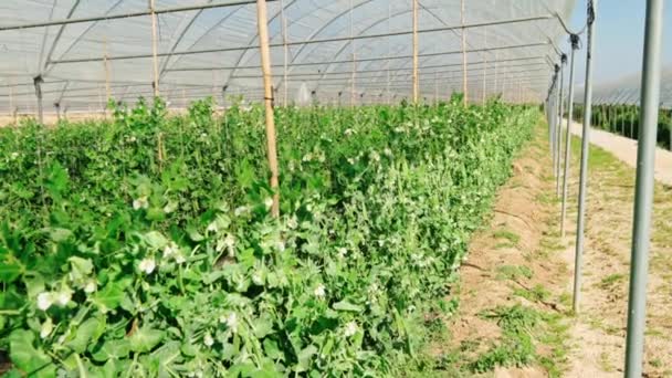 Cialde di piselli verdi fresche su piante di piselli in un giardino. Piselli in crescita all'aperto . — Video Stock