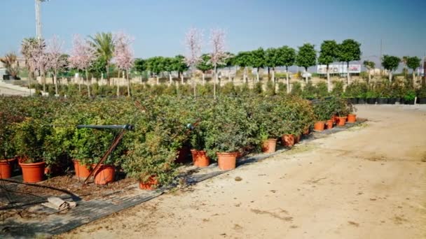 Tuinwinkel. Zaailingen van jeneverbes struiken in potten in de tuin winkel. — Stockvideo