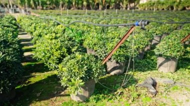 Bahçe dükkanı. Bahçe dükkanındaki saksılarda ardıç çalısı tohumları.