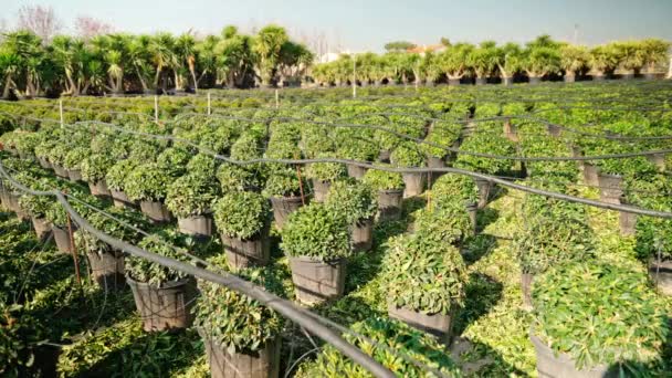 Negozio di giardini. Piantine di cespugli di ginepro in pentole in negozio di giardino . — Video Stock