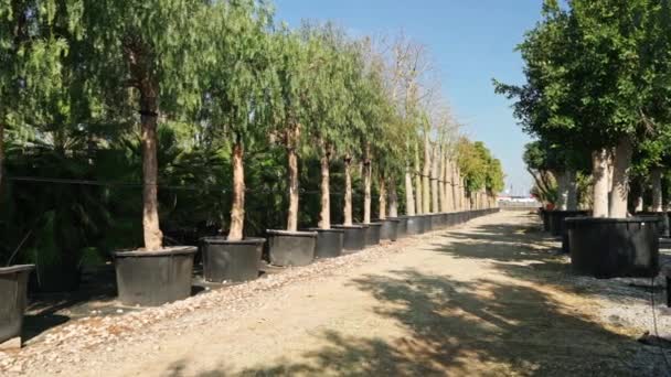 Negozio di alberi. Pentole nel negozio di giardinaggio. Vivaio di vari alberi per il giardinaggio e la decorazione esterna — Video Stock