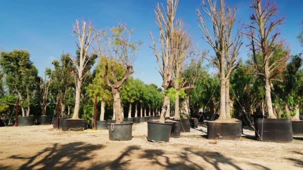 Loja de árvores. Panelas na loja de jardim. Viveiro de várias árvores para jardinagem e decoração exterior — Vídeo de Stock