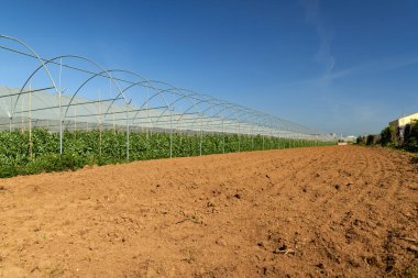 Bahçedeki bezelye bitkilerinin üzerindeki taze bezelye kabukları. Açık havada bezelye yetiştiriyorum..