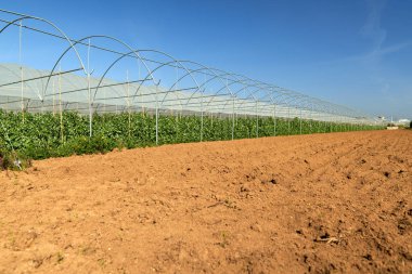 Bahçedeki bezelye bitkilerinin üzerindeki taze bezelye kabukları. Açık havada bezelye yetiştiriyorum..