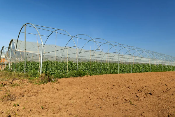 Las vainas frescas del guisante verde sobre las plantas del guisante en el jardín. Cultivar guisantes al aire libre . —  Fotos de Stock