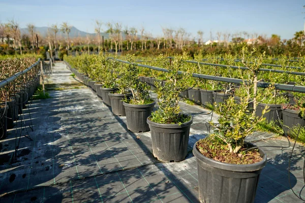 Toko kebun. Bibit semak juniper dalam pot di toko kebun . — Stok Foto