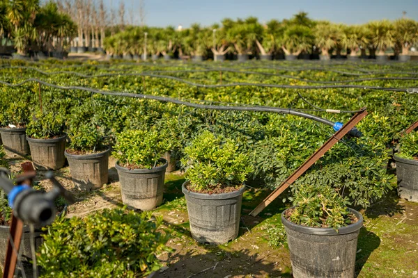 Μαγαζί κήπου. Σπόροι από θάμνους αρκεύθου σε γλάστρες σε κατάστημα κήπων. — Φωτογραφία Αρχείου