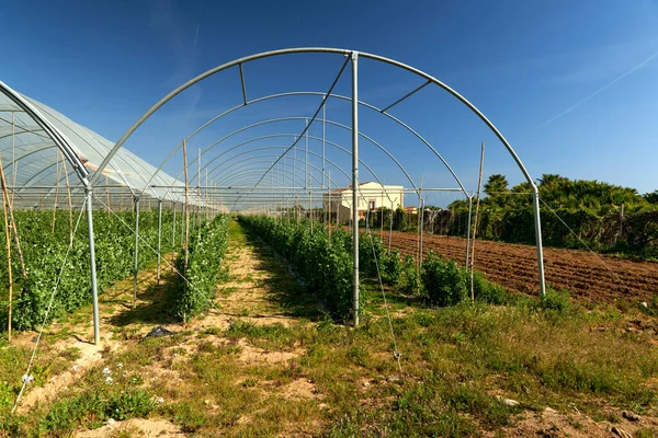 Des gousses de pois verts frais sur des plants de pois dans un jardin. Pois cultivés à l'extérieur . — Photo