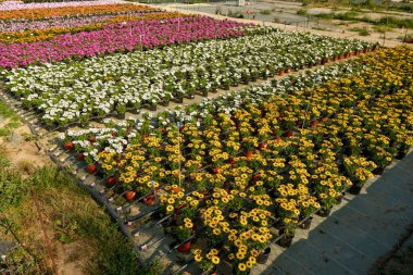 Bahçe dükkanı. Bahçe dükkanındaki saksılarda ardıç çalısı tohumları.