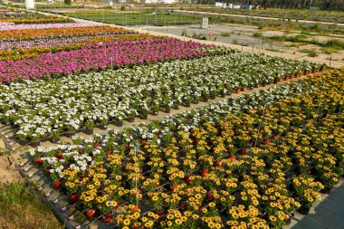 Bahçe dükkanı. Bahçe dükkanındaki saksılarda ardıç çalısı tohumları.