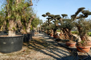 Bahçe dükkanındaki saksılar. Bahçecilik ve dış dekorasyon için çeşitli ağaçların çocuk odası.