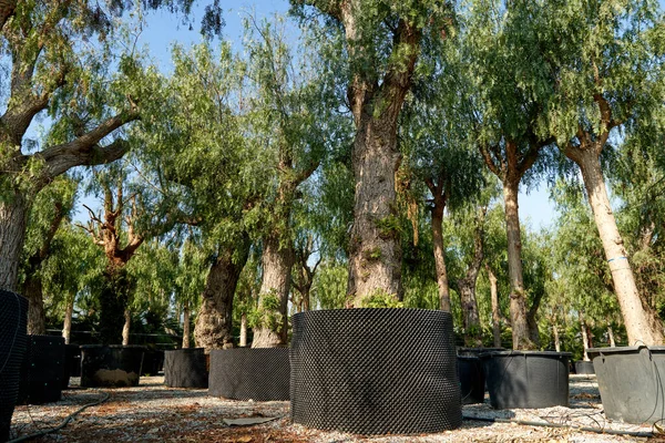 Loja de árvores. Panelas na loja de jardim. Viveiro de várias árvores para jardinagem e decoração exterior — Fotografia de Stock