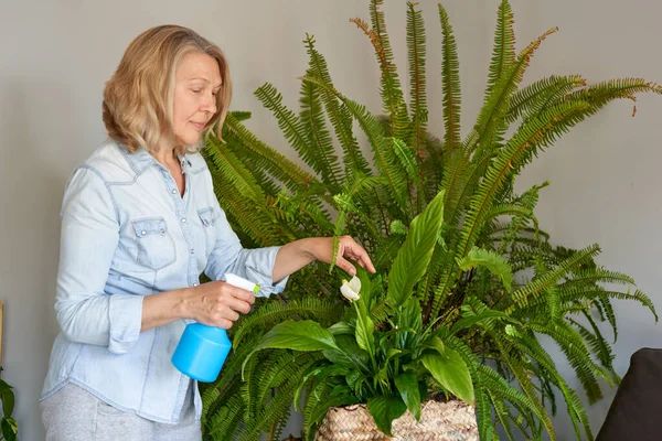 Mulher regando flores em casa. Uma dona de casa cuida de casa flowers.House plantas no apartamento . — Fotografia de Stock