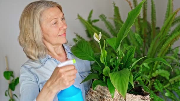 女性の散水花の家。主婦が自宅の花を世話します。アパートの家の植物. — ストック動画