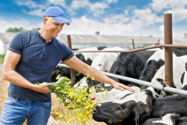 Granjero en granja con vaca lechera — Foto de Stock