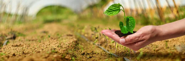 Nueva Vida Planta Joven a la Luz del Sol, Crecimiento, Plántulas — Foto de Stock