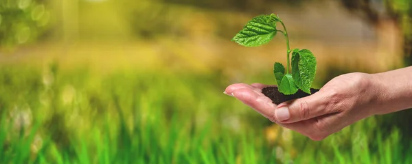 若い植物を育て、温室に苗を植えました。. — ストック写真