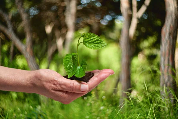 若い植物を育て、温室に苗を植えました。. — ストック写真