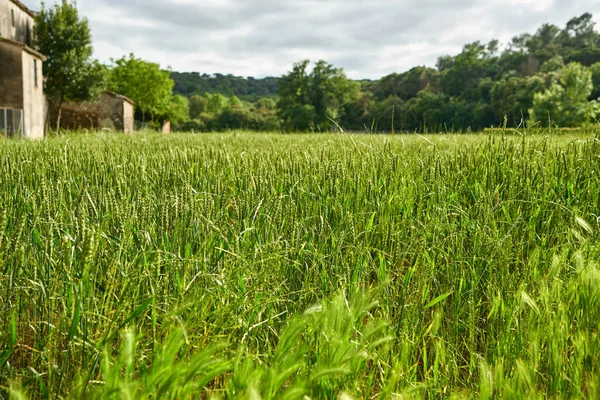 Campo di grano verde e giornata di sole — Foto Stock