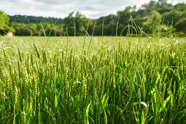 Зеленое пшеничное поле и солнечный день. — стоковое фото