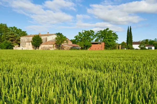 Campo di grano verde e giornata di sole — Foto Stock