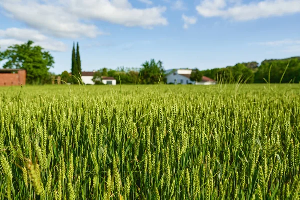 緑の小麦畑と晴れた日 — ストック写真