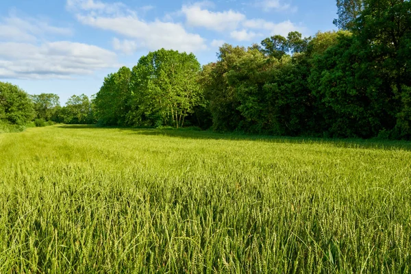 Grönt vetefält och solig dag. — Stockfoto