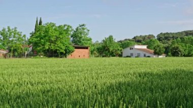 Yeşil buğday tarlası ve güneşli gün
