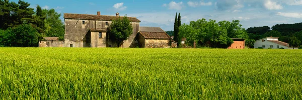 Green wheat field and sunny day — Stock Photo, Image