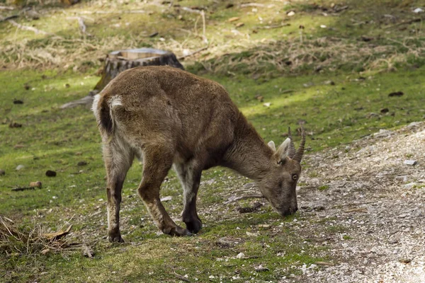 Ibex alpino solitario en los pastos Imagen De Stock